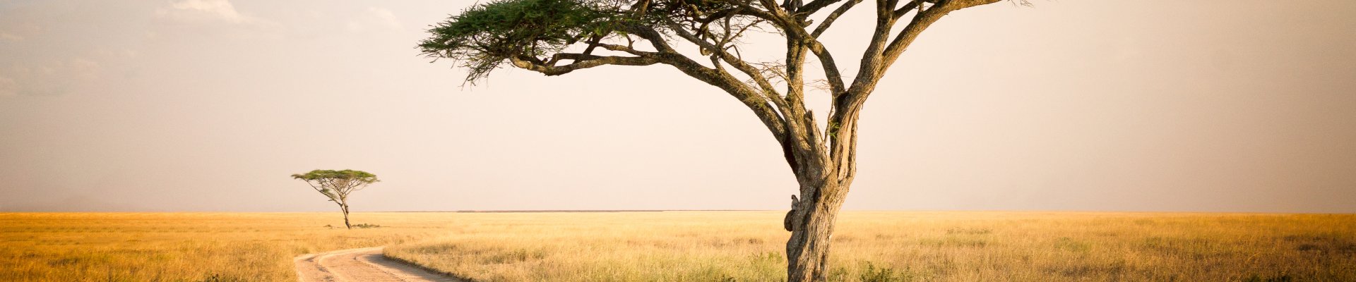 International Practitioner Exchange