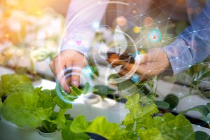 growing lettuce with technological support
