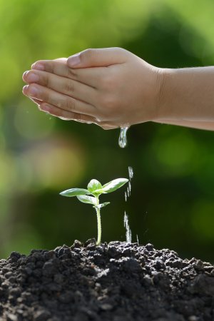 plant watering