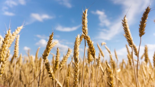 Foresight for the agri-food in Western Balkans - Final Networking Event