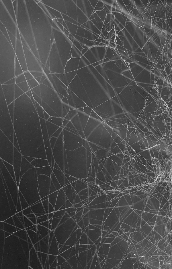 Close up image of a tangled spiderweb on a grey background