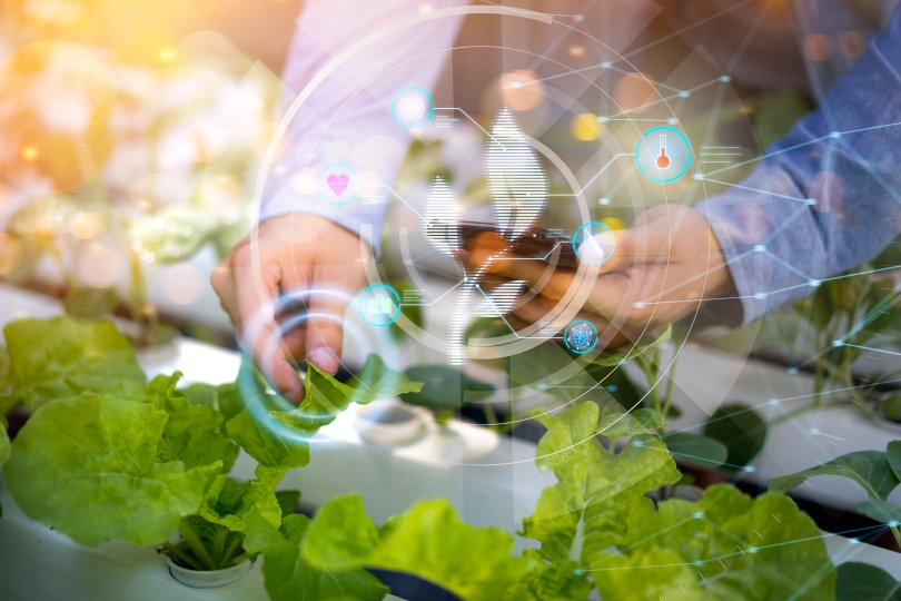 lettuce growing conditions checked in a lab